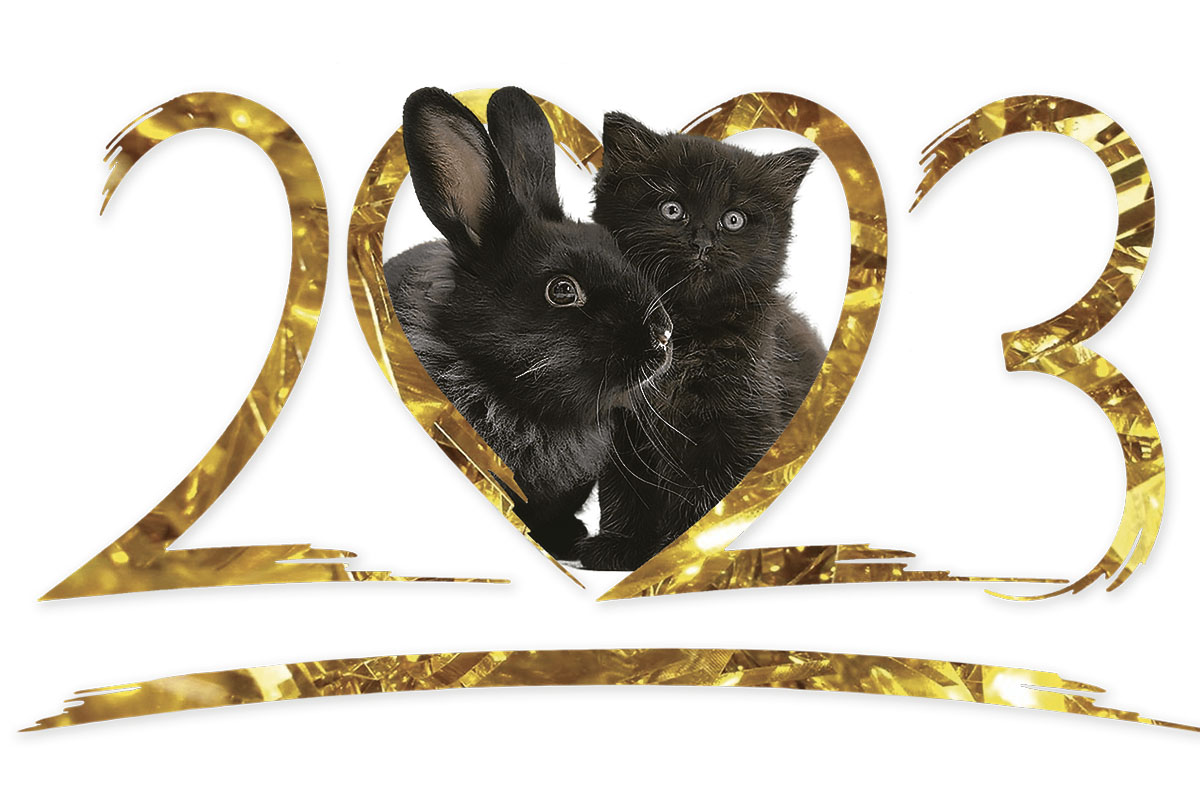 Почему 2023 год называется годом Кролика и Кота