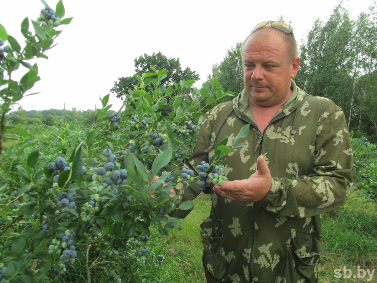 Голубика промышленная