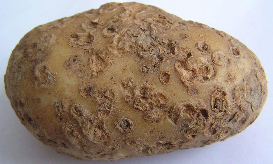 Для предотвращения грибковых заболеваний клубни картофеля. Обыкновенная парша картофеля. Порошистая парша картофеля. Бугорчатая парша картофеля.