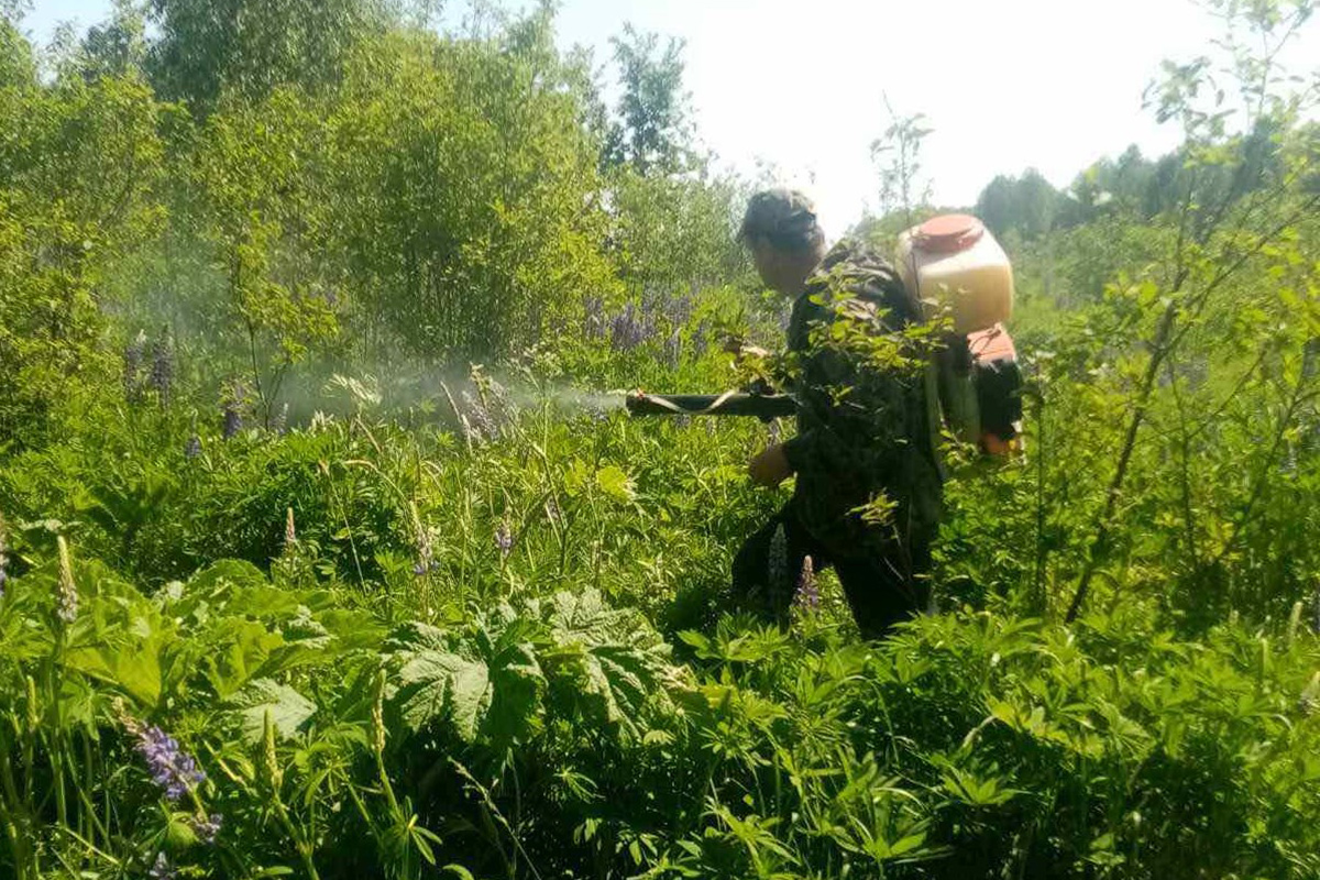 На Гомельщине оперативно отреагировали на появление новых очагов  произрастания борщевика Сосновского