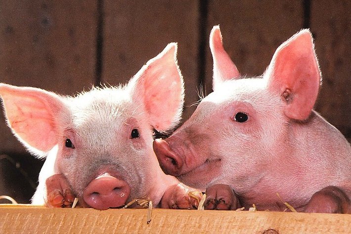 Домашняя свинка потомство почему-то решила вывести в условиях дикой природы