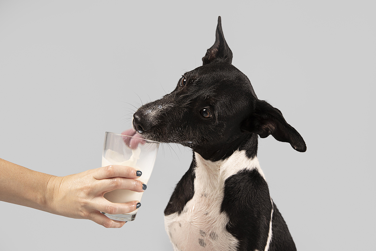 Щенки пьют молоко. Собачье молоко. Молочная собака. Собака в молоке. Собака пьет молоко.