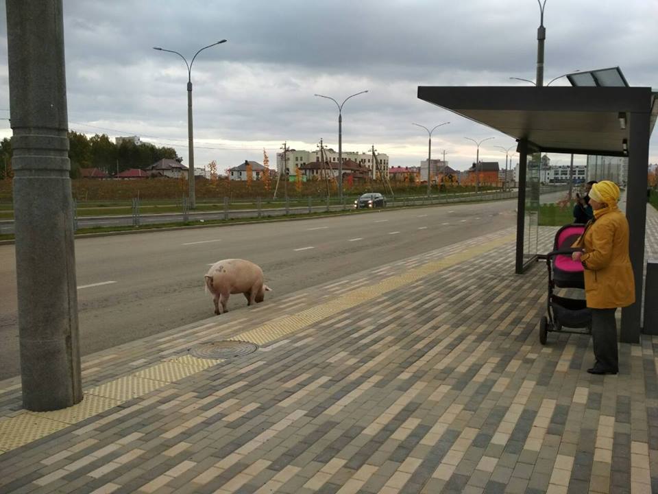 Свинки гуляют. Свинья гуляет по улице. Прогулка с поросенком.
