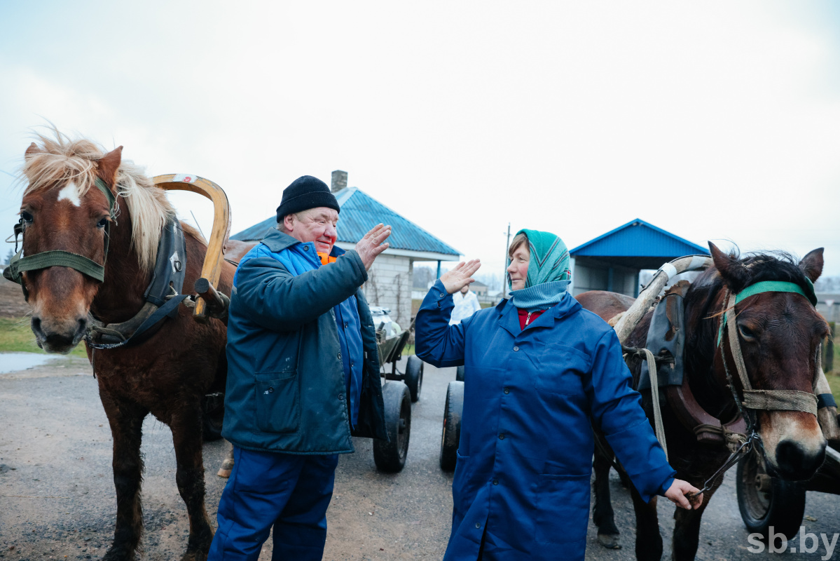 Выгодно ли держать корову проект