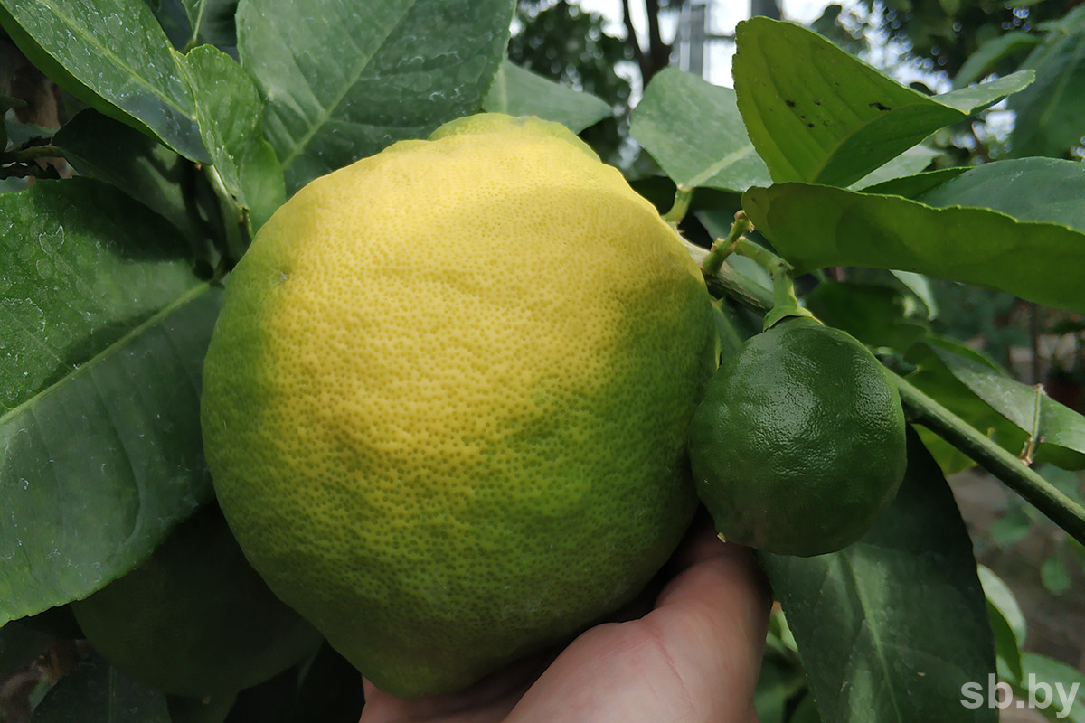 Лимон это гибрид. Круглый лимон сорт. Сорта Лимонов. Сорта Лимонов с фото.