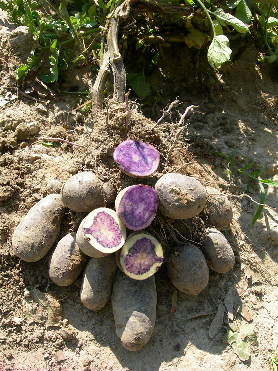 сорт картофеля дрова фото