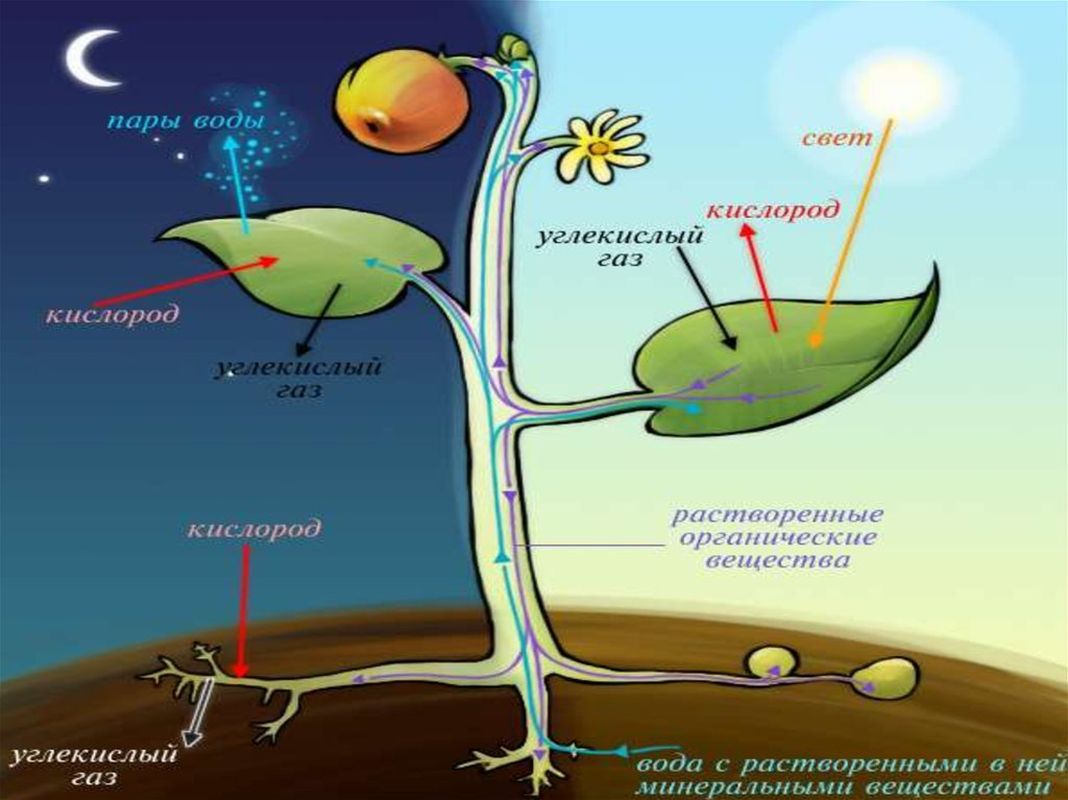 Схема фотосинтеза в природе. Схема фотосинтеза у растений. Процесс фотосинтеза у растений схема. Процессы происходящие в растениях. Фотосинтез это в биологии.
