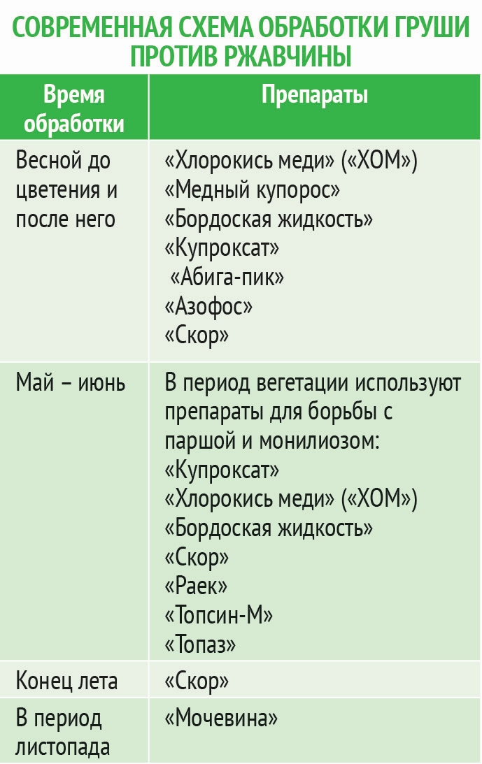 Ракурс от ржавчины на груше. Препарат от ржавчины на груше. Схема обработки груши от ржавчины. Таблица обработки плодовых деревьев. Обработка деревьев от вредителей и болезней.