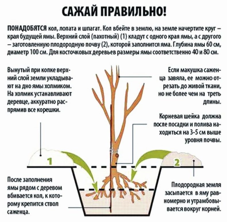 Корневая система яблони схема выкорчевывания