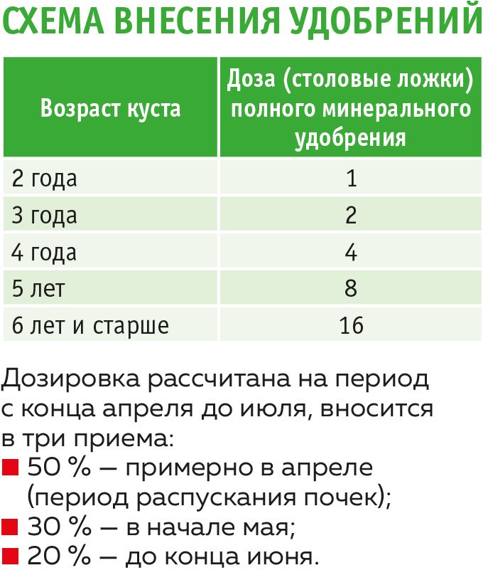 Голубика схема посадки кустов