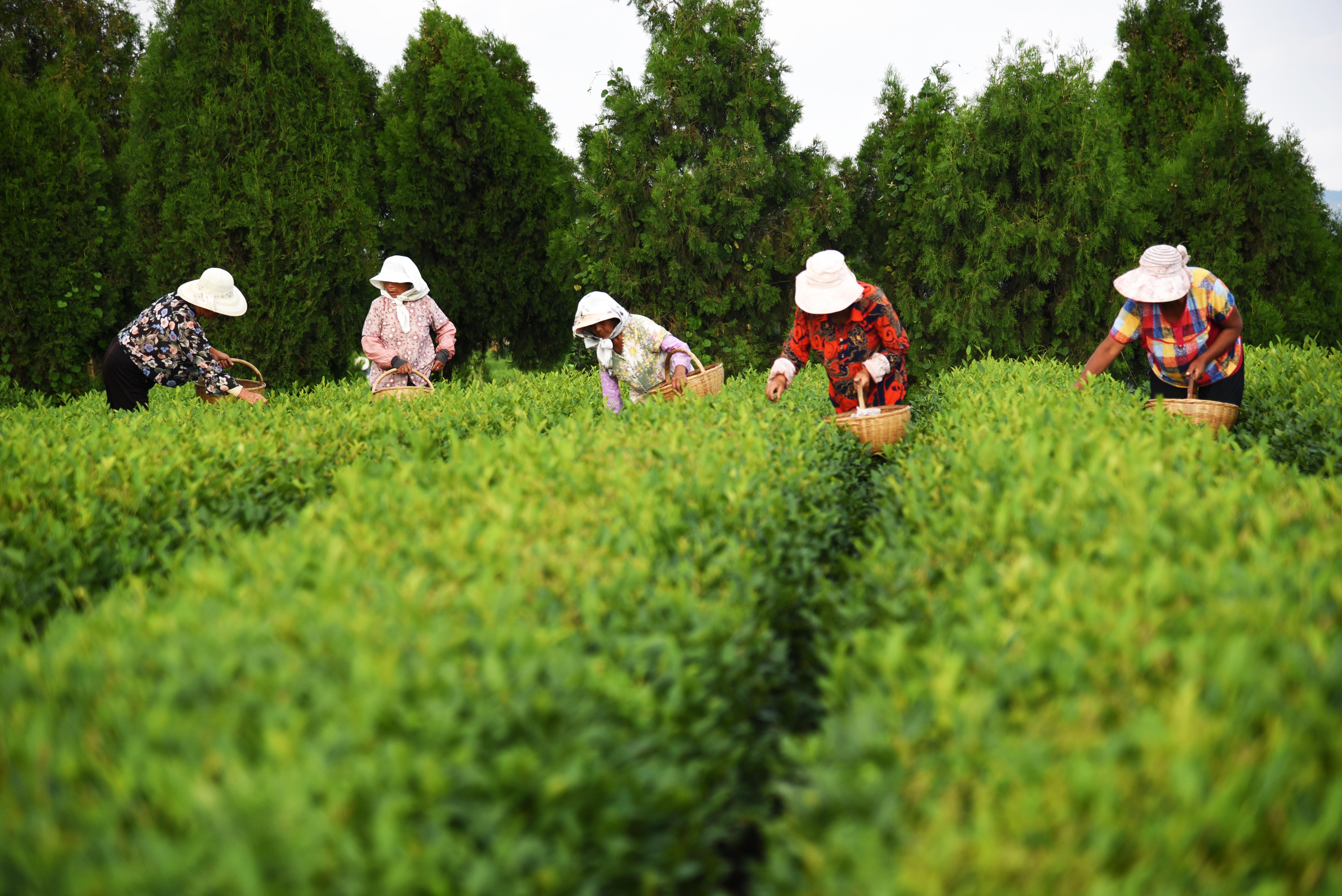Начинается сбор урожая. Сбор чайного урожая в Китае. Сбор урожая чая. Сбор зеленого чая в Китае.