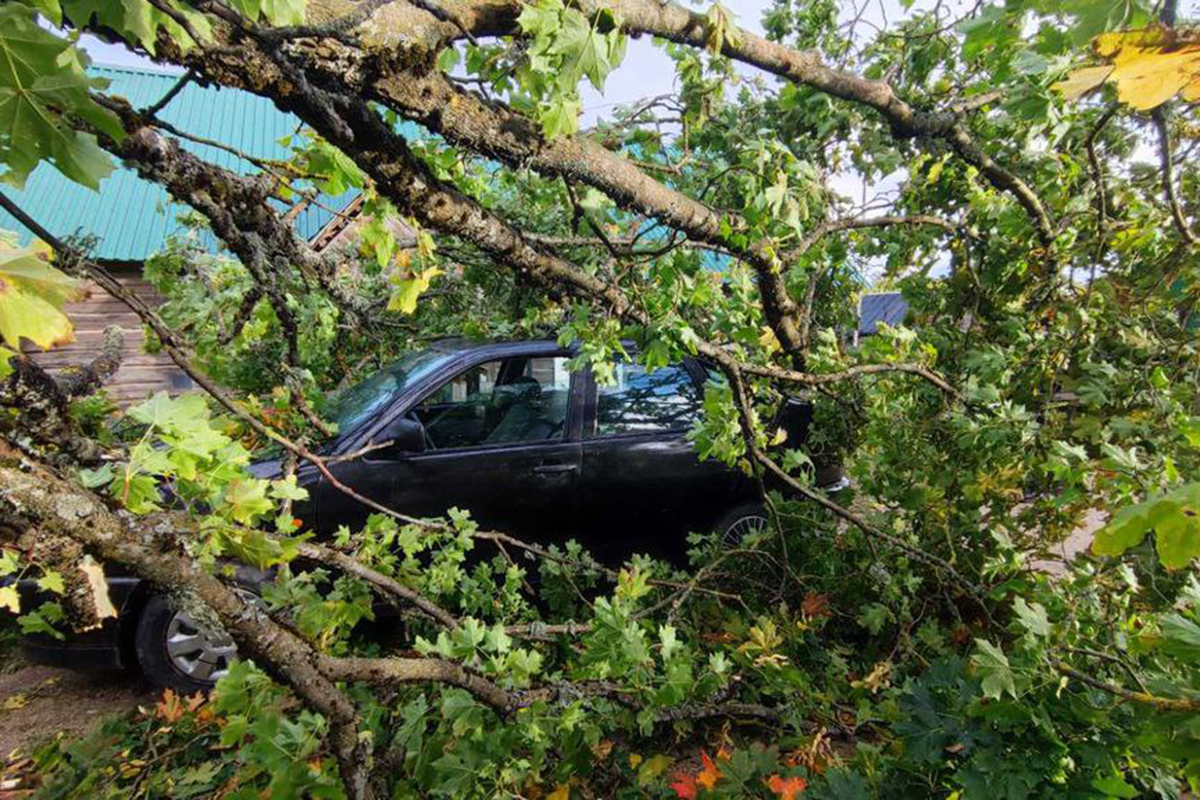 МЧС: поваленные деревья повредили более 30 автомобилей