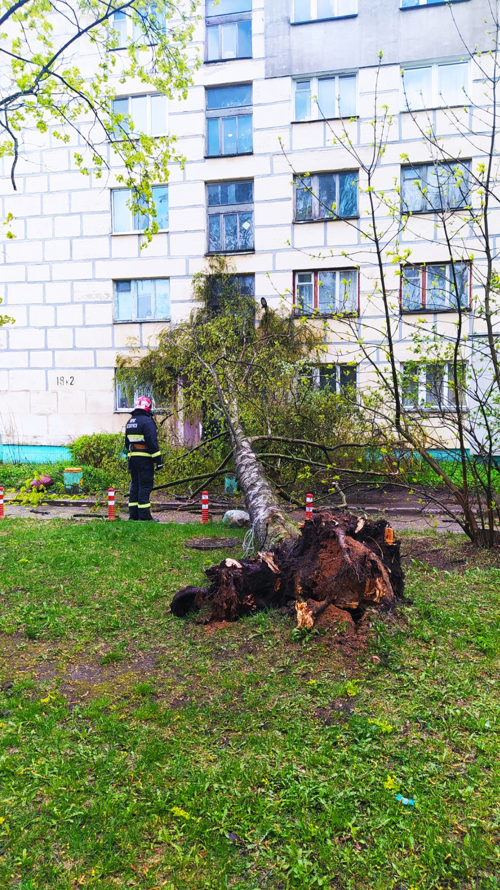 Падать 20. На улице Ленина упало дерево. В Минске упало дерево.