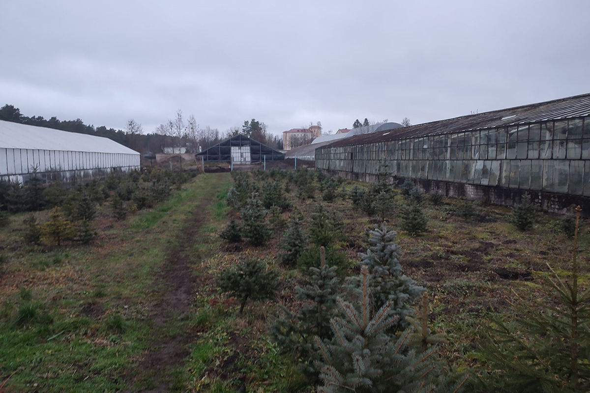 При озеленении Гродно