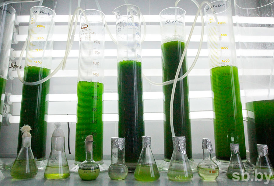 Производство водорослей. Биотестирование водоросли. Водоросли в биотехнологии. Колба с водорослями. Биотехнологии из водорослей.