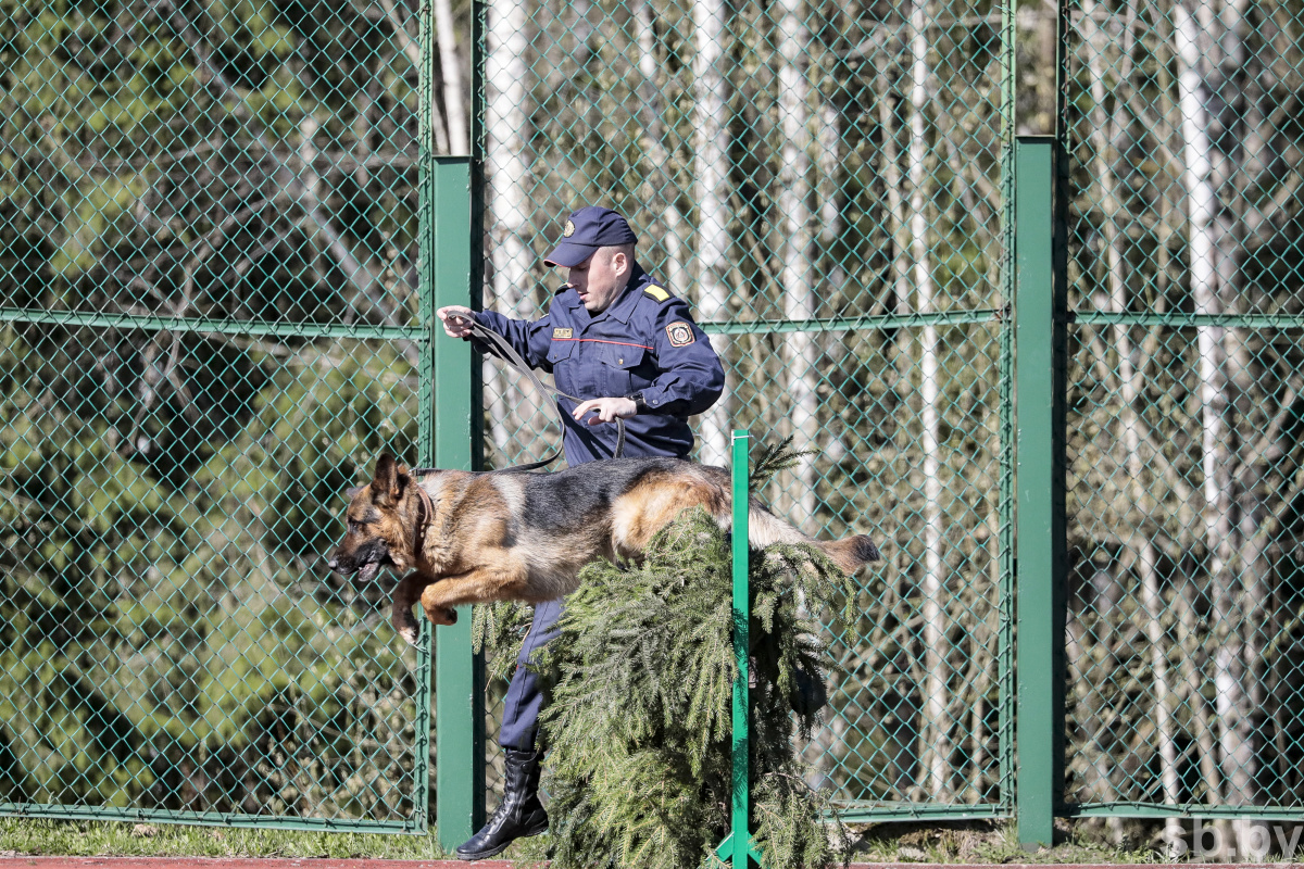 Кинолог. Четвероногие скоростные бегуны.