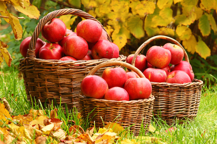 Какие сорта яблок подходят для нашего климата