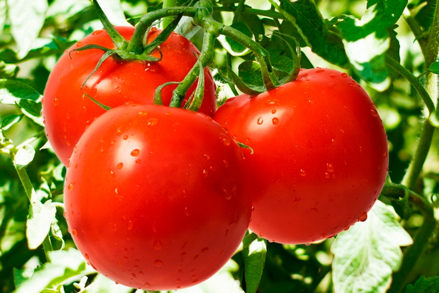 Причины появления белых прожилок внутри мякоти у томатов