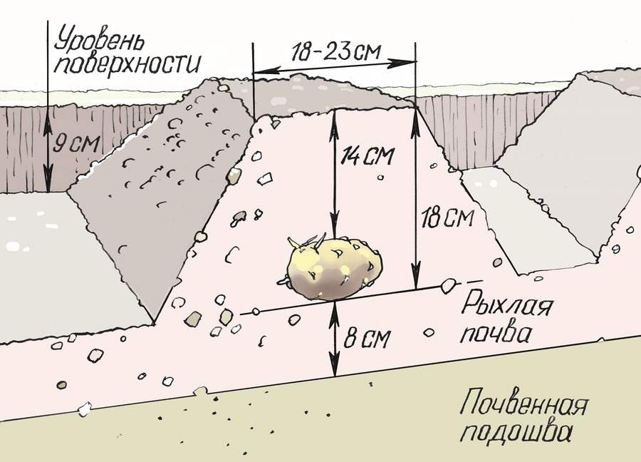 Схема посадки картофеля в гребни