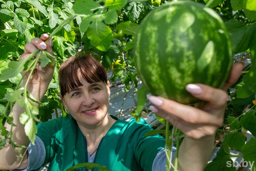 Арбуз в беларуси выращивание открытом грунте. Кавун на белорусском. Белоруссия арбузы. Арбуз на белорусском. Посадка арбуза в открытый грунт.