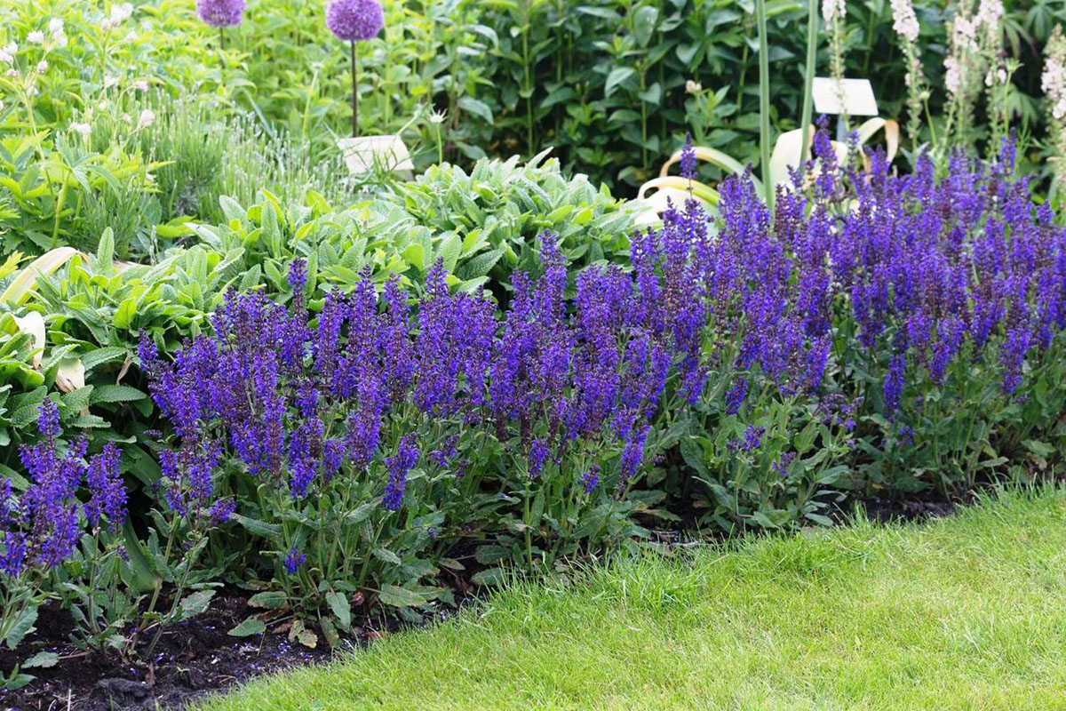 Шалфей Salvia nemorosa Night field