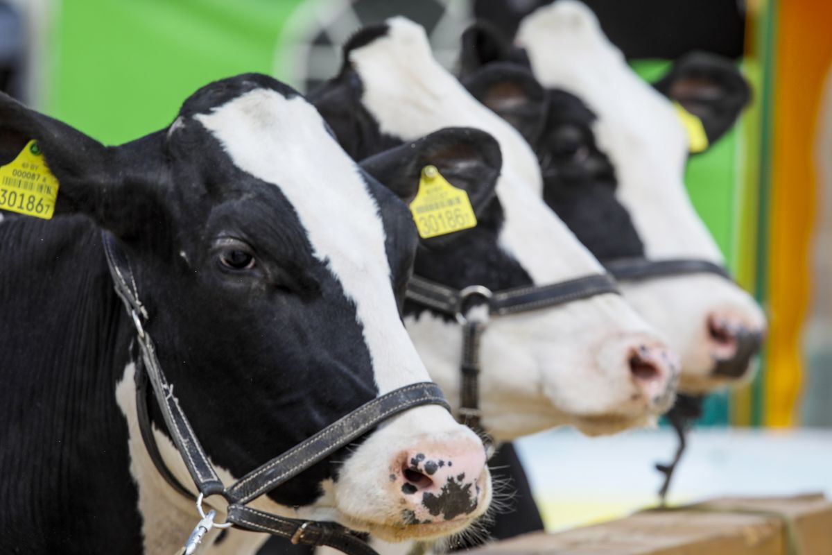 Продуктивность лучших коров превышает 16 тысяч килограммов молока в год