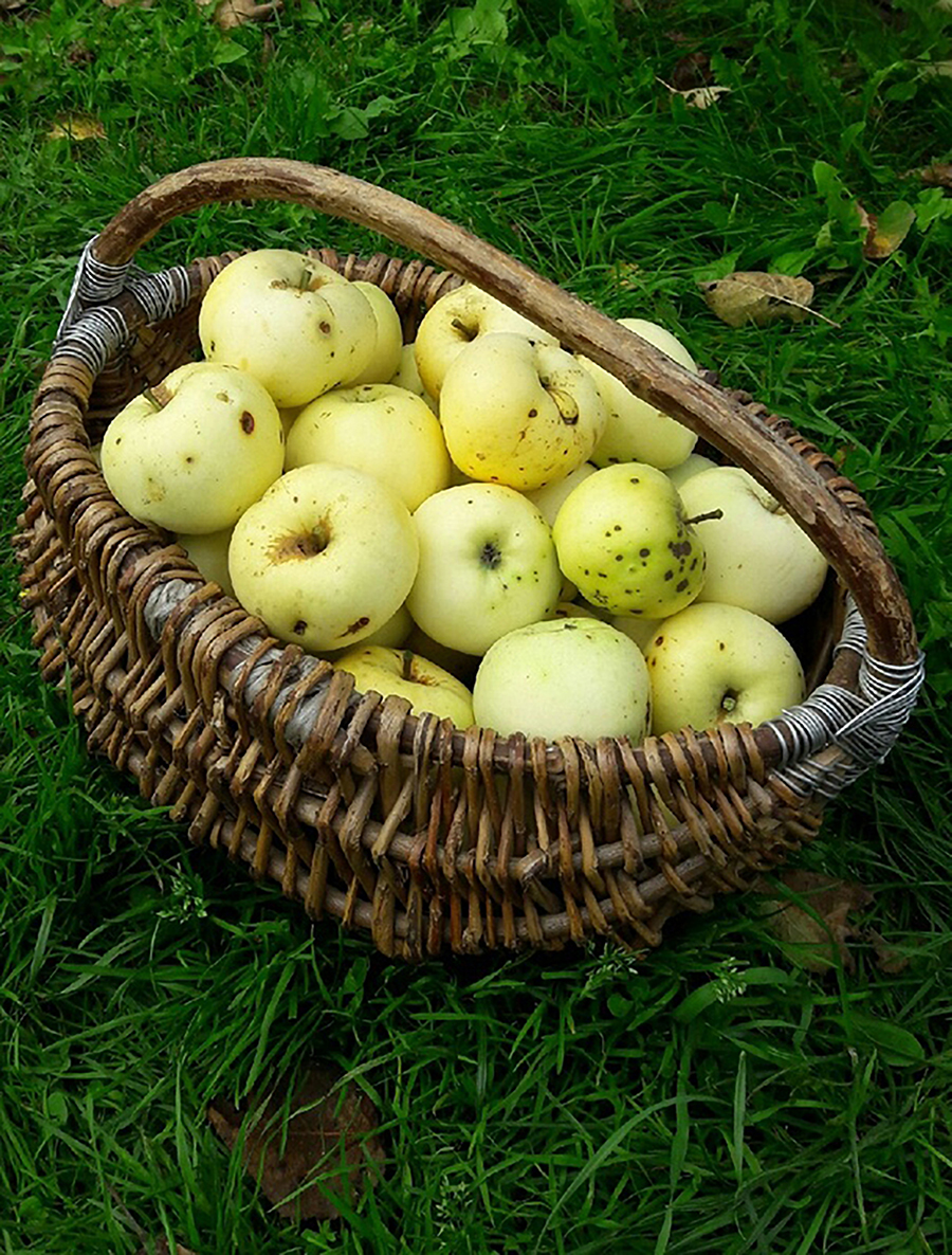 яблоки домашние фото