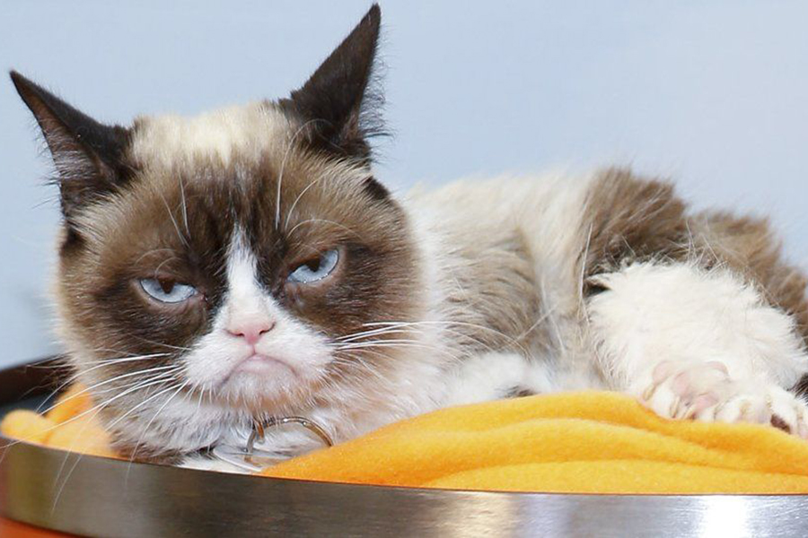 Умерла самая знаменитая в мире кошка Grumpy Cat
