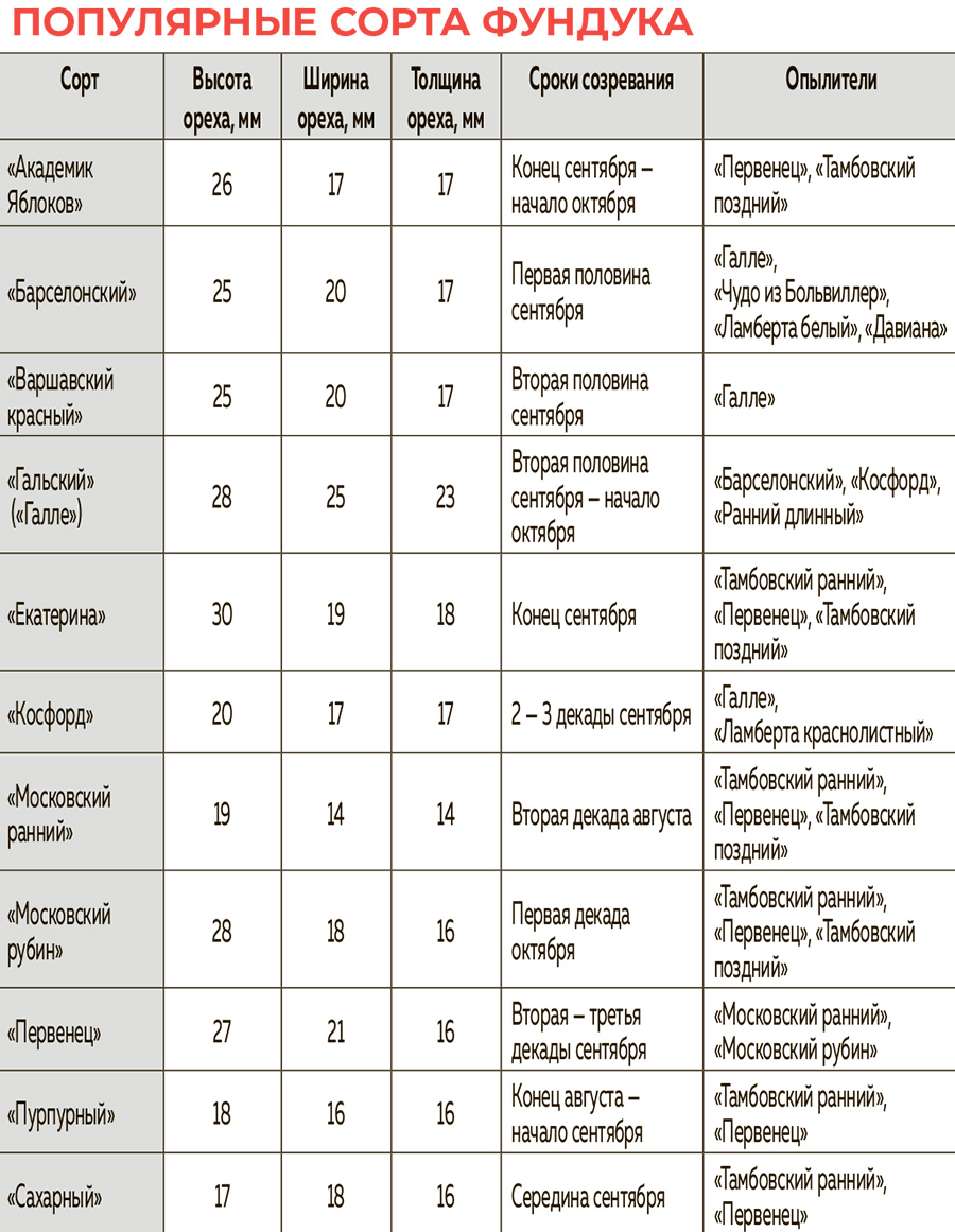 Список сорта. Таблица сортов фундука. Фундук сравнительная таблица. Сорта фундук и урожайность таблица. Самые урожайные сорта фундука таблица.