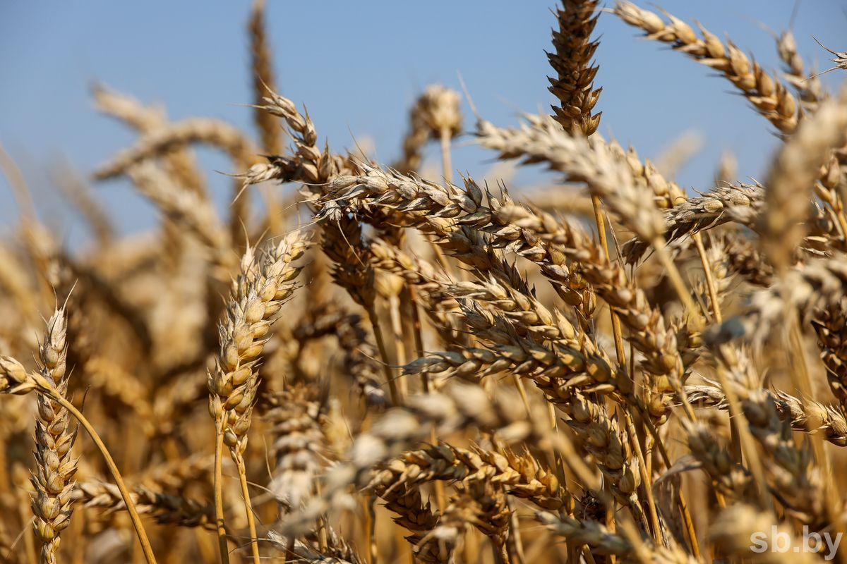 Выращивание зерновых. Пшеница США. Пшеница красивая. Как растет пшеница.