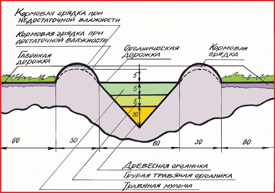 Схема посадки картофеля сдвоенными рядами в открытом грунте