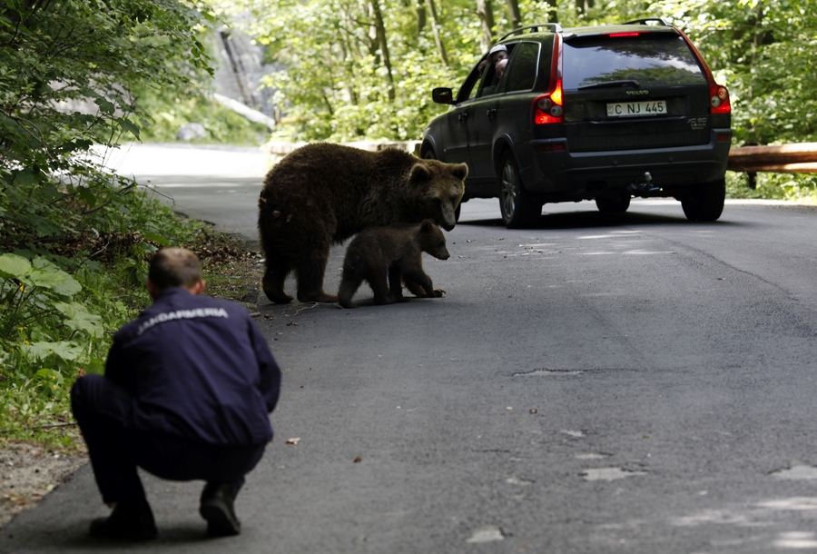 Простое нападение. Встреча с дикими животными. Встреча с медведем в лесу. Встреча с дикими животными в лесу. Дикие животные нападают на людей.