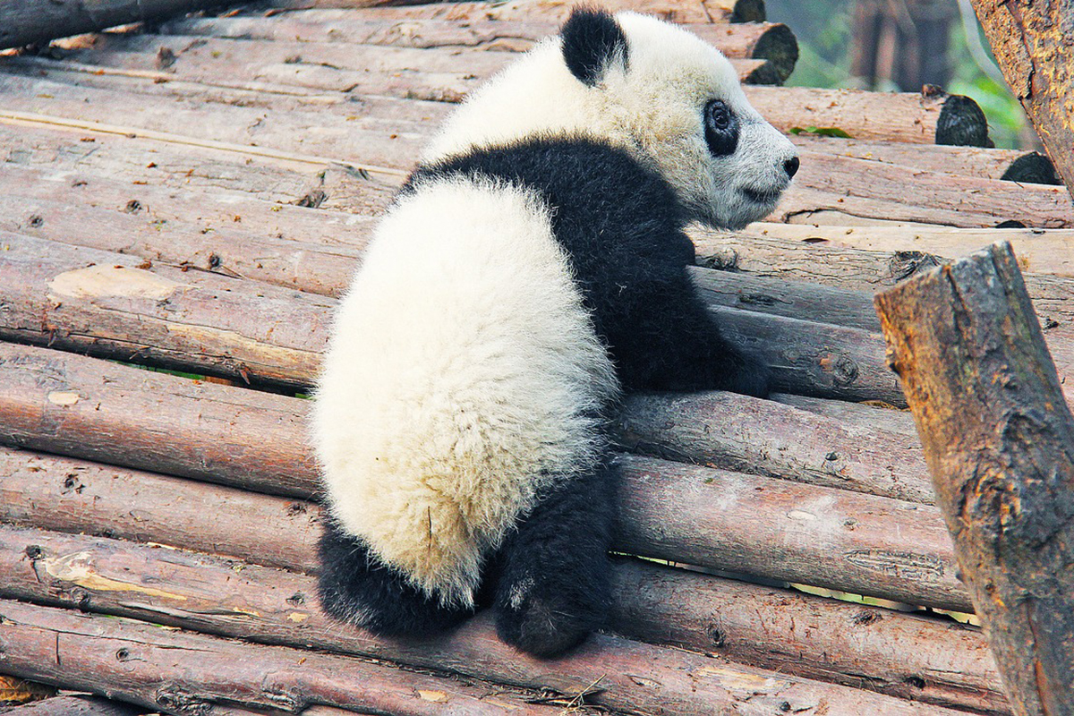 Маленькую панду в Московском зоопарке назвали Катюшей