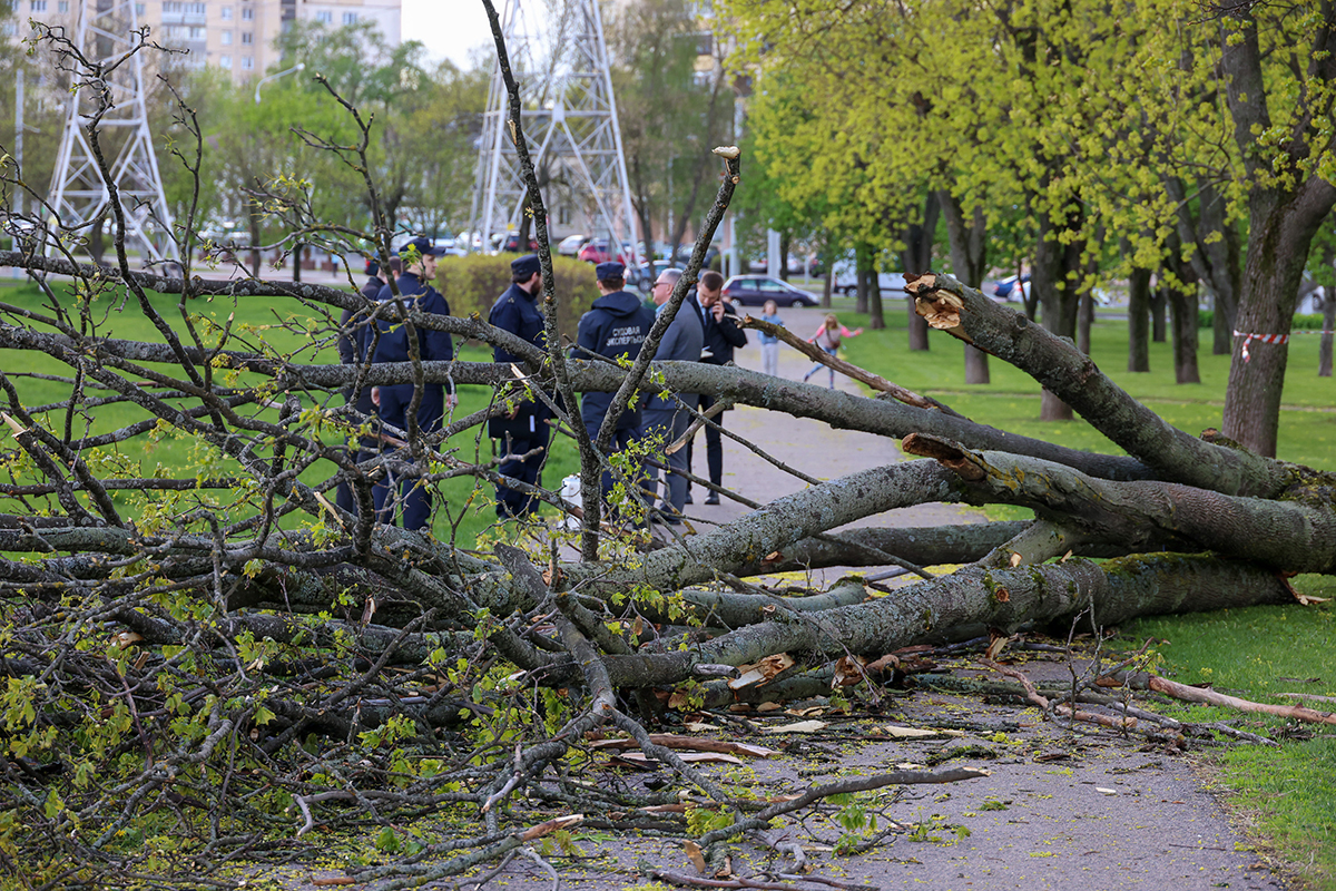 Упало дерево Ива. Фото девочки на которую упало дерево.