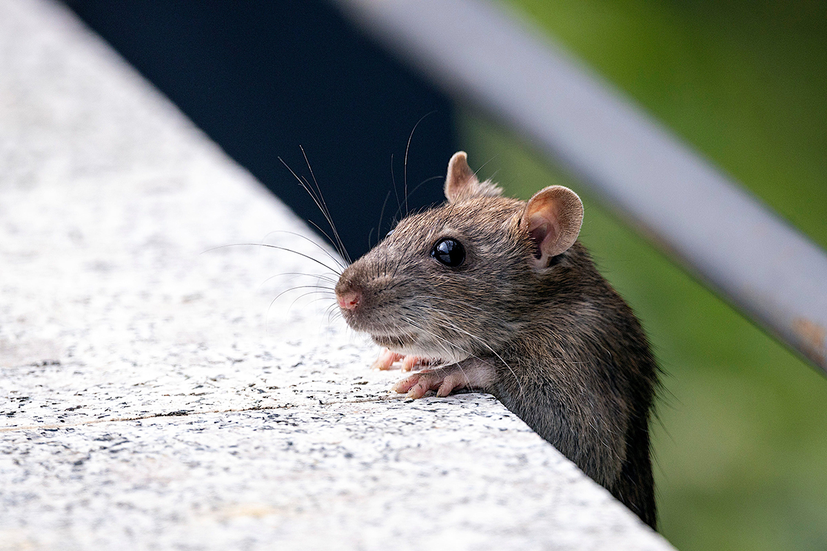 Знаете ли вы, как вывести мышей из дома пищевой содой?