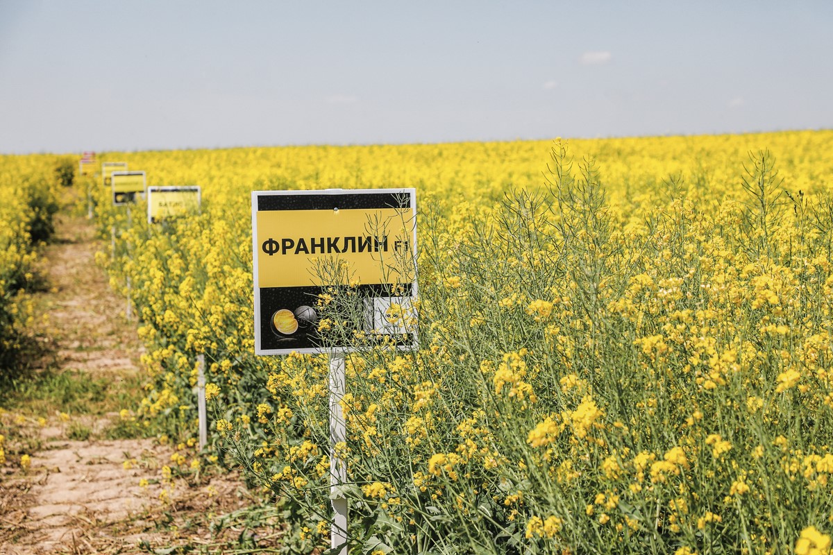 СООО «Белросагросервис»: при каких условиях технология strip-till обеспечит  весомыми урожаями зерна и рапса