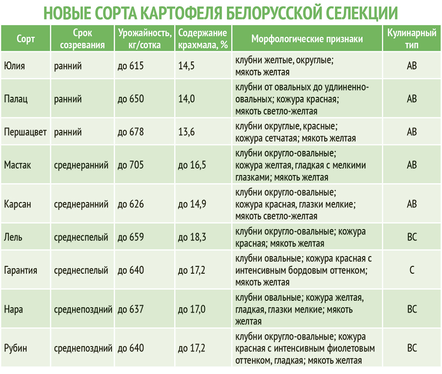 Рейтинги сортов. Сорта картофеля таблица. Белорусские сорта картофеля таблица. Классификация картофеля по сортам. Что такое помологический сорт картофеля.