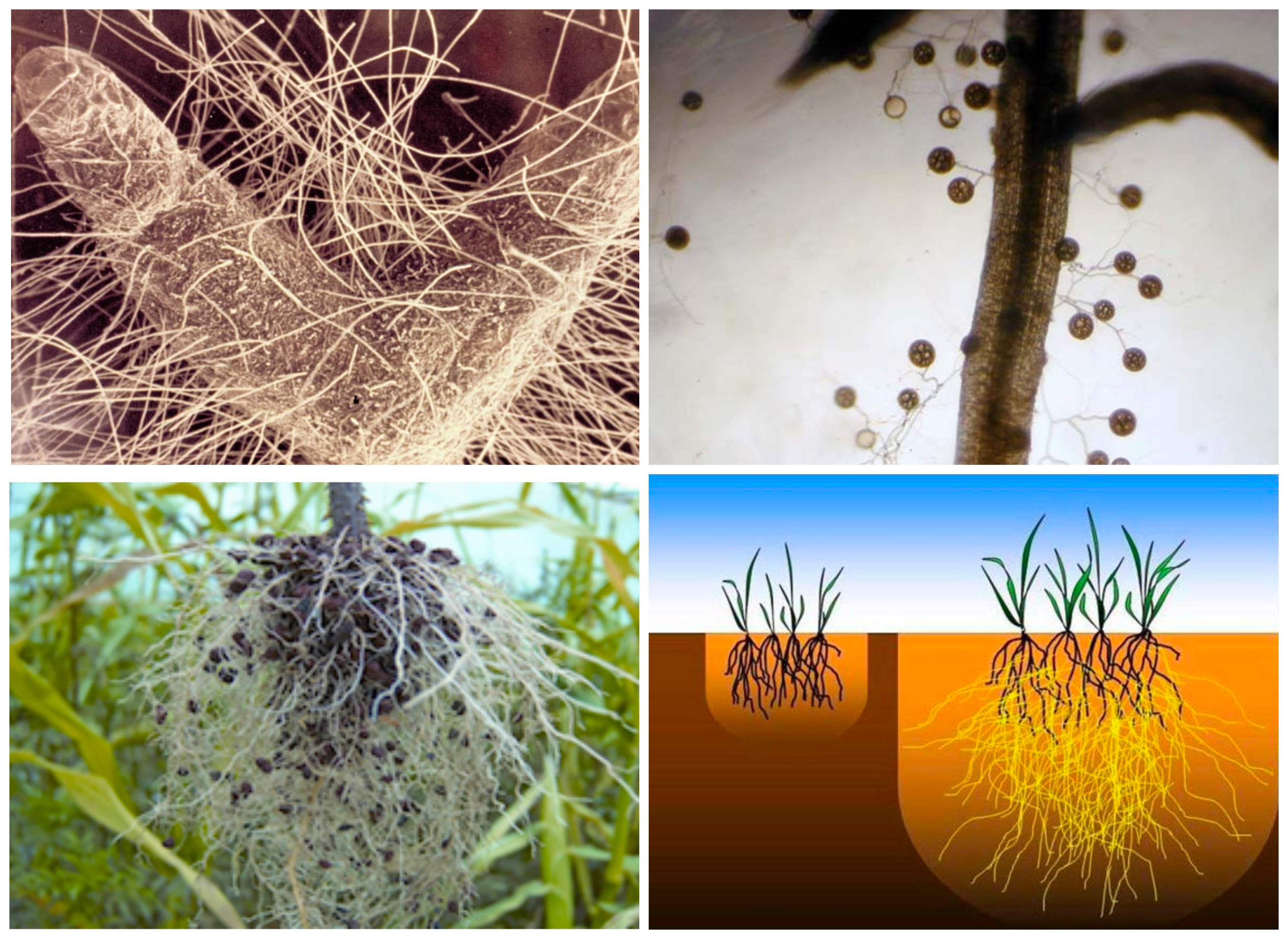 Грибница корень. Микориза на корнях. Микориза плесневых грибов. Корневая микориза. Микориза микроскоп.