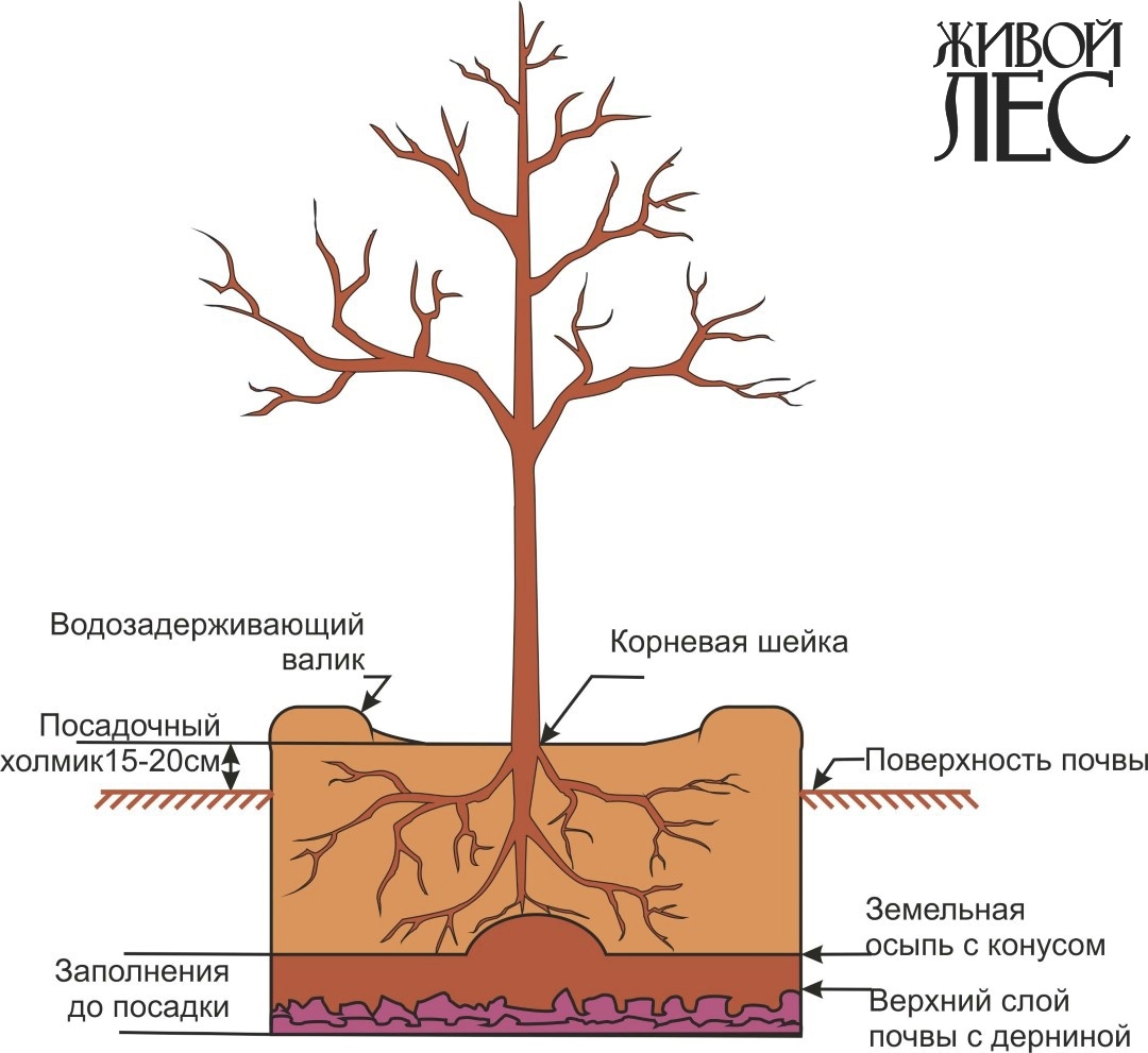 Глубина дерева. Посадка яблони корневая шейка. Схема посадки саженца яблони. Корневая шейка ствола дерева. Корневая шейка саженца дуба.