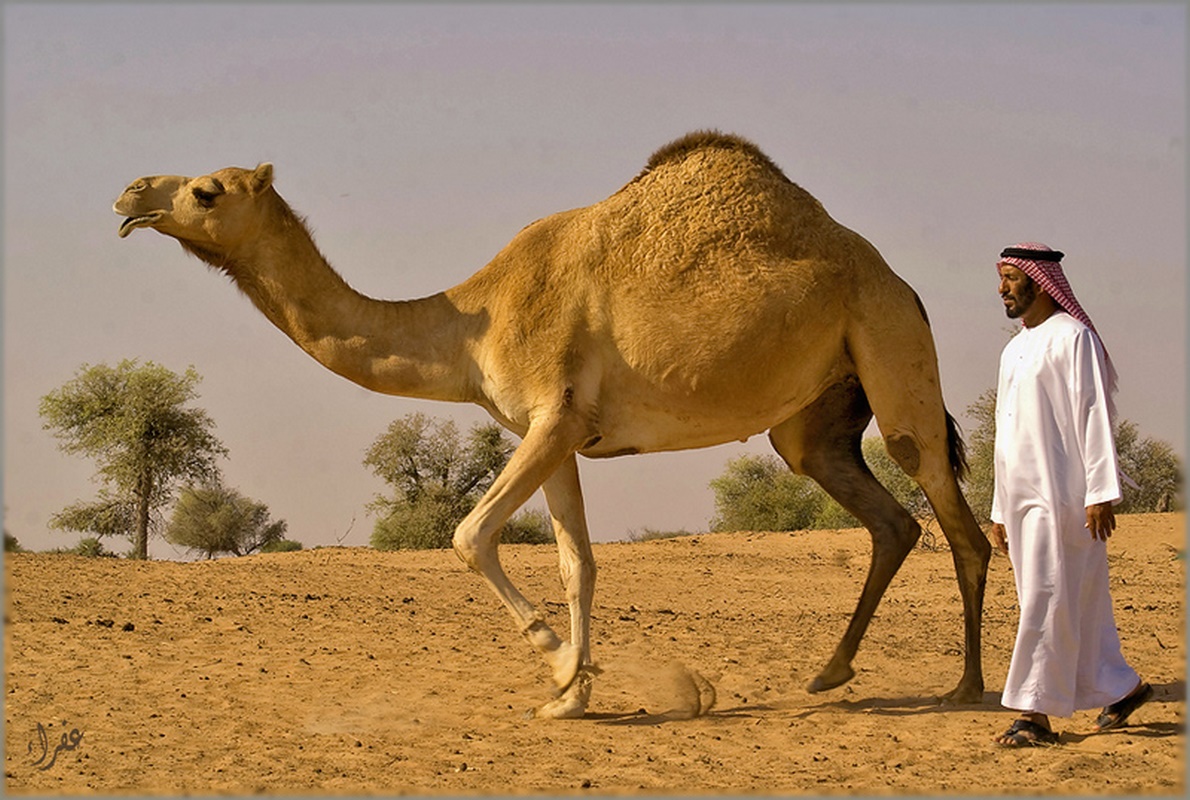 Жизнь и быт в пустыне. Бедуин на верблюде. Одногорбый верблюд ОАЭ. Одногорбый верблюд Египта. Бедуины ОАЭ.