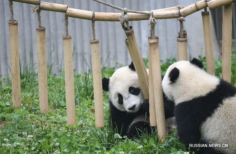 Где живет панда на каком. Сычуань панды. Сычуань Чэнду панды. Заповедник панд в Чэнду. Чэнду Китай панды.
