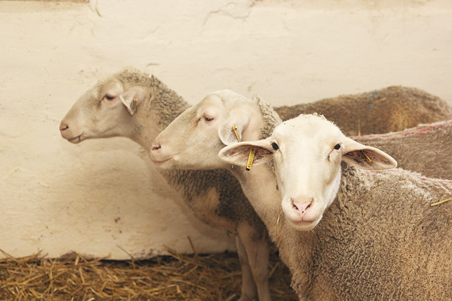 Количество овец и качество сна