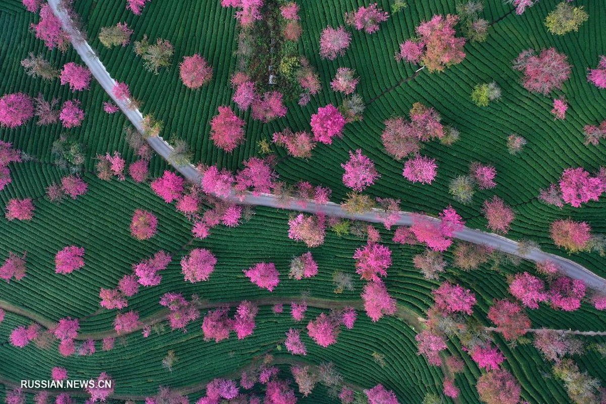 Цветет в Китае гирляндами. Аэрофотосъемка Китай цветение весной. Цветущая в Китае 1980*1080. Наньцзянь. Почему не цветет китайский