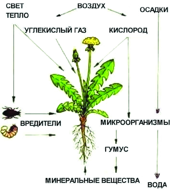 Что растения не могут получить из почвы. Что растения получают из почвы. Модель что растения получают из почвы. Макет что растения получают из почвы. Изготовь модель что растения получают из почвы.