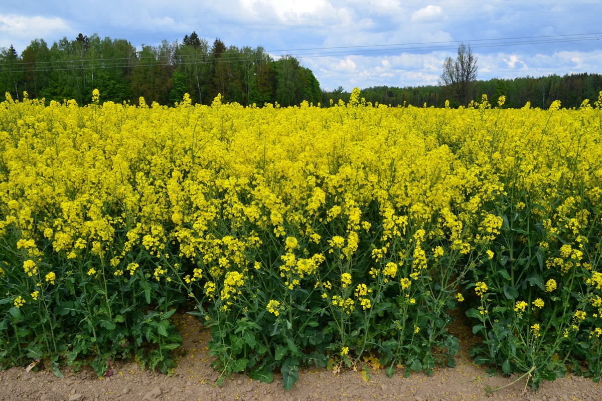 Лучшие сорта рб