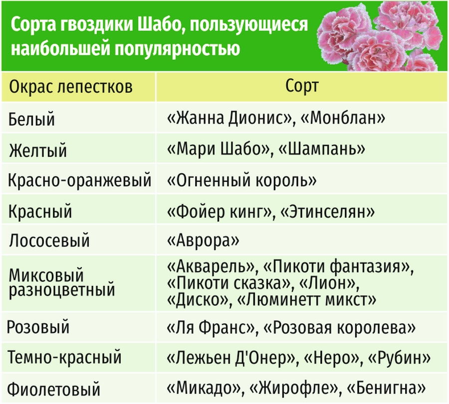 Болезни гвоздик. Заболевания гвоздики Шабо. Гвоздика Шабо болезни. Болезни гвоздики садовой. Гвоздика Шабо период цветения.