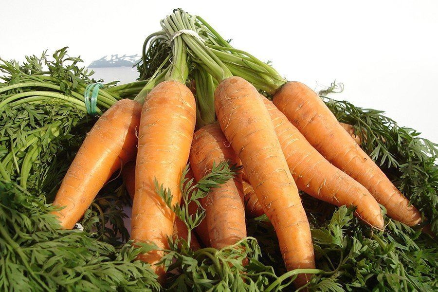 Оптимальный режим полива моркови