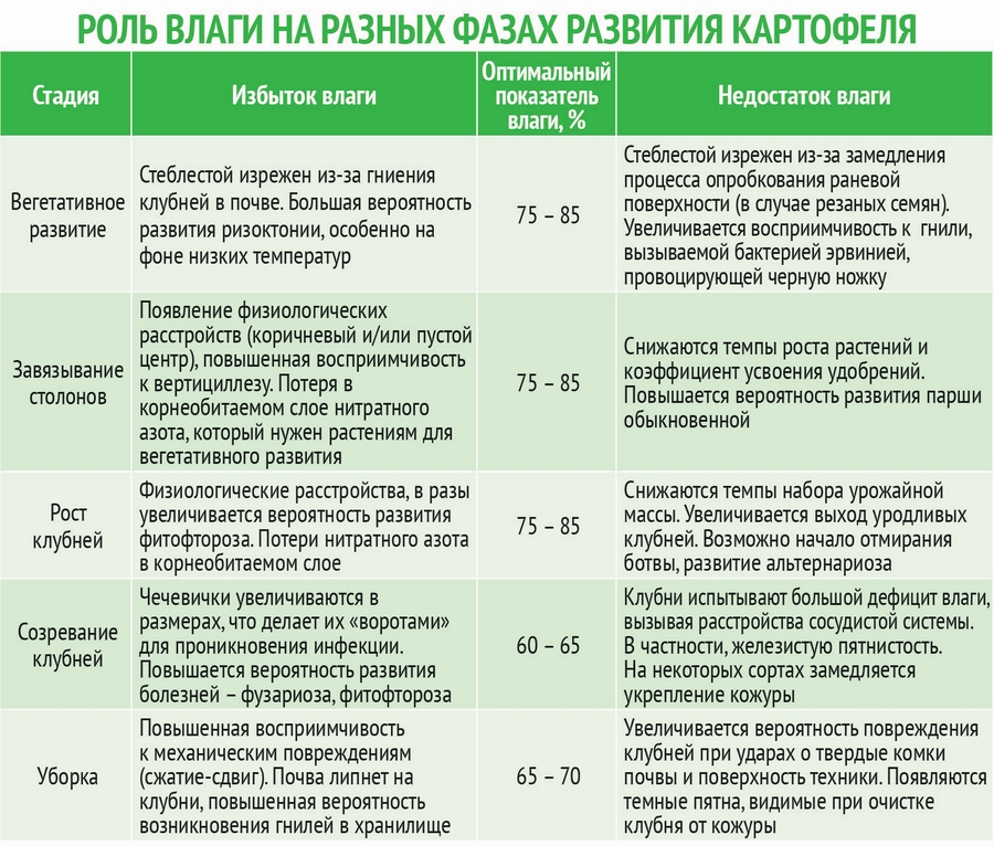 Срок созревания. Фазы созревания картофеля. Сроки созревания картофеля по сортам таблица. Сроки созревания картофеля. Сроки развития картофеля.