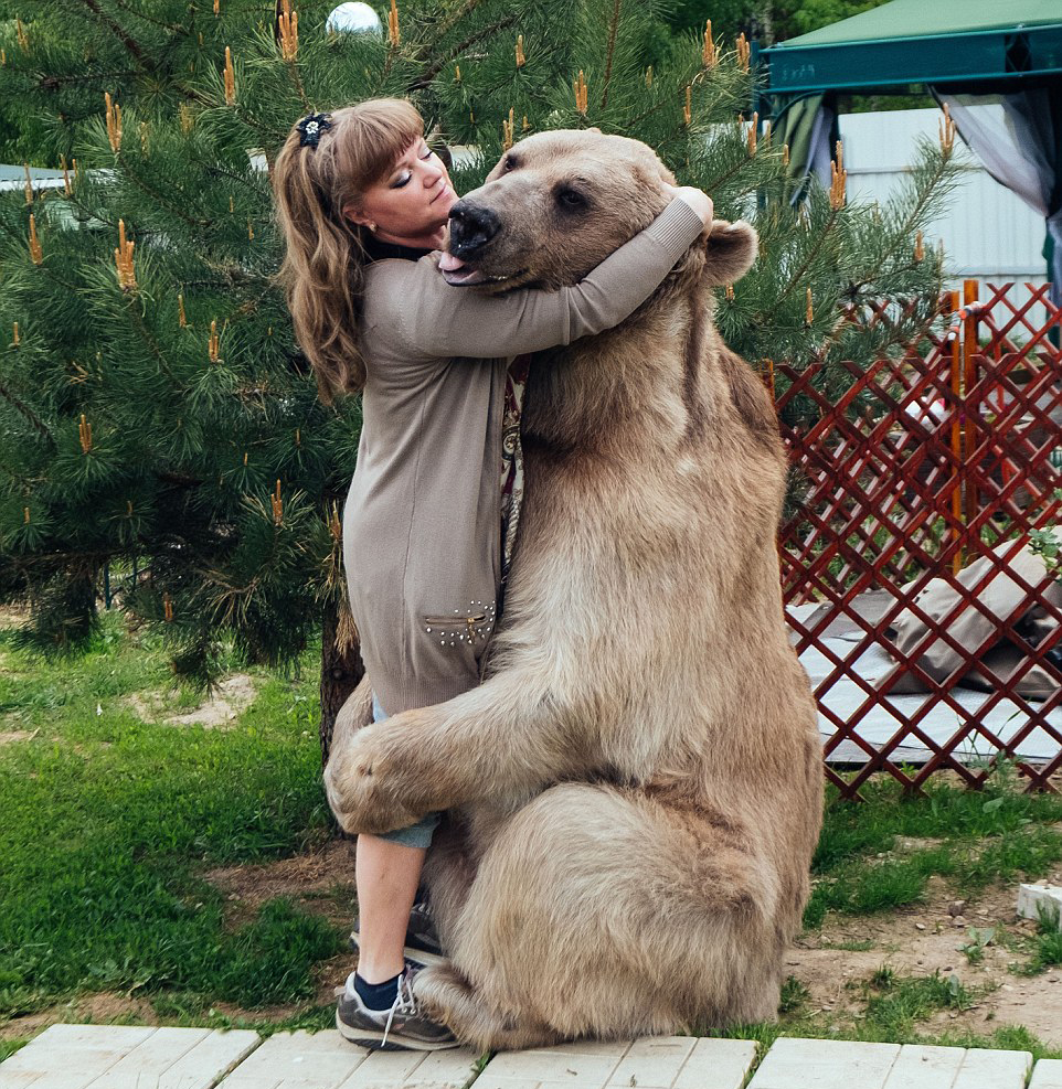 Домашний Медведь Фото