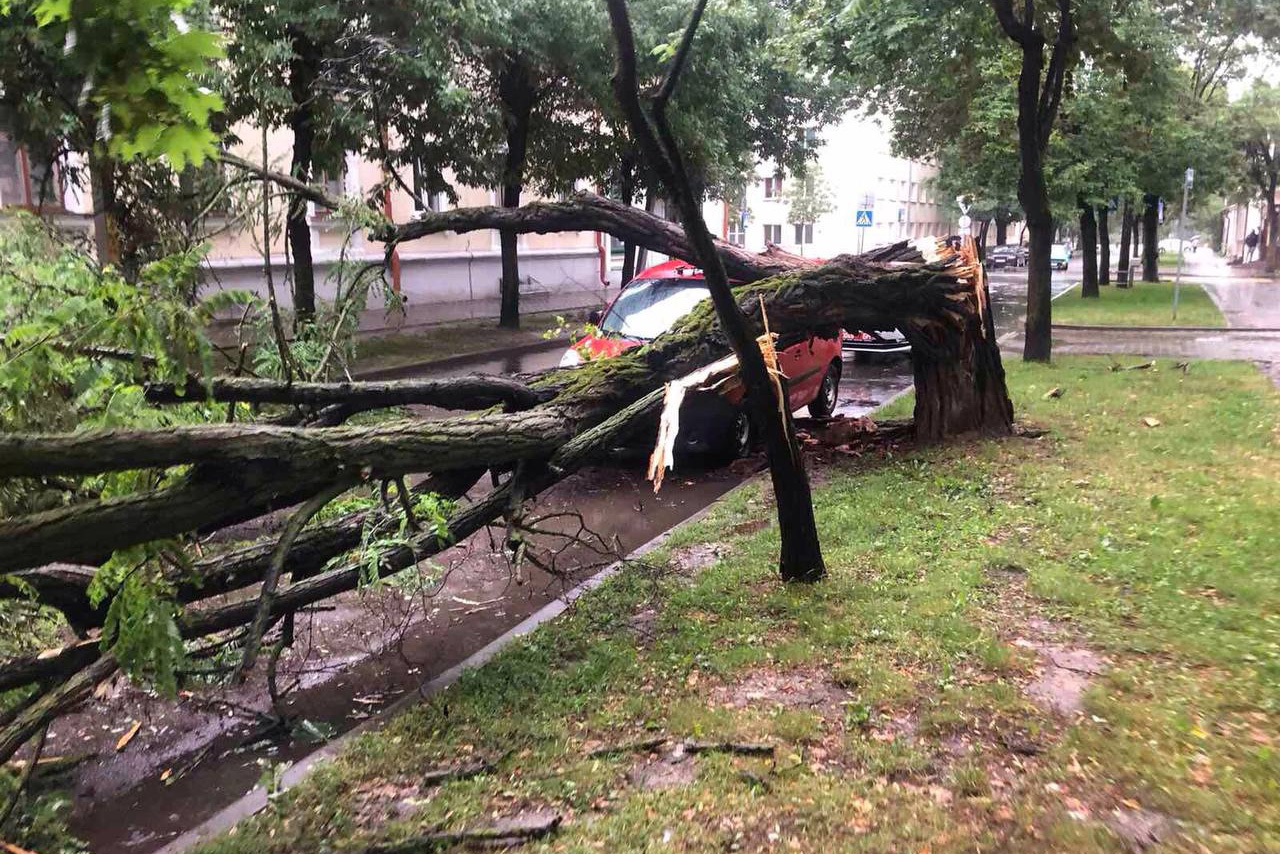 Поваленные деревья, поврежденные авто: в Бресте устраняют последствия  циклона 